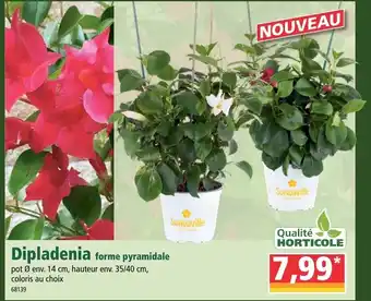 Norma Dipladenia offre
