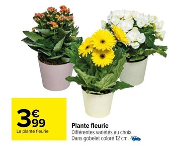 Plante fleurie