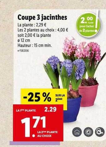 Lidl Coupe 3 jacinthes offre