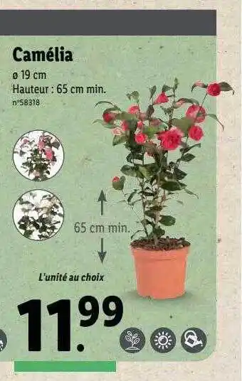 Lidl Camélia offre