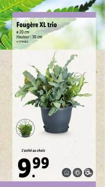 Lidl Fougère xl trio offre