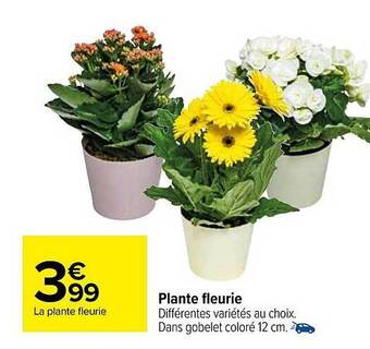 Carrefour Plante fleurie offre
