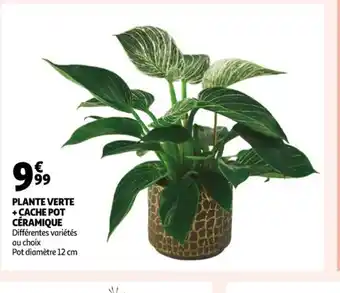 Auchan Plante Verte Cache Pot Ceramique offre