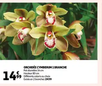Auchan Orchidee Cymbidium 1 Branche offre