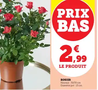 Rosier