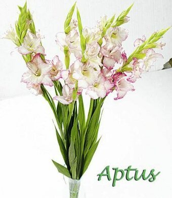 Bouquet de glaieul