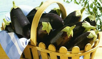 Aubergine