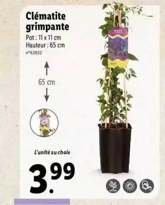 Lidl Clématite Grimpante offre