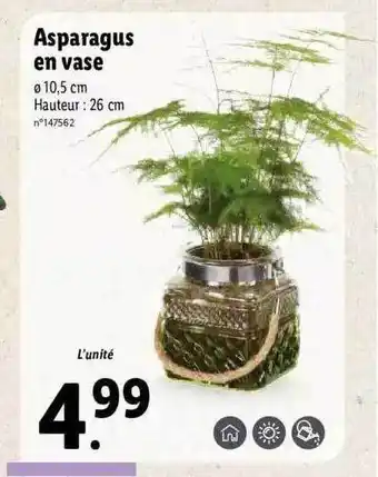 Lidl Asparagus En Vase offre