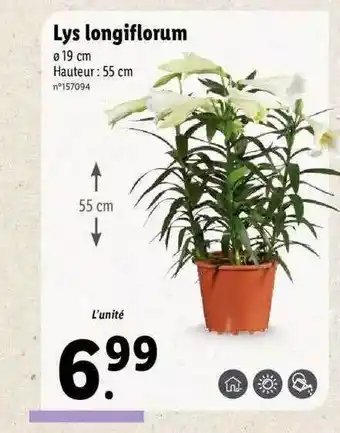 Lidl Lys Longiflorum offre
