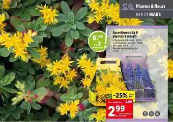 Lidl Assortiment De 6 Plantes à Massif offre