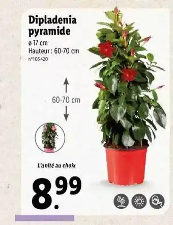 Lidl Dipladenia Pyramide offre
