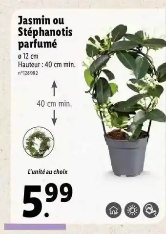 Lidl Jasmin Ou Stéphanotis Parfumé offre