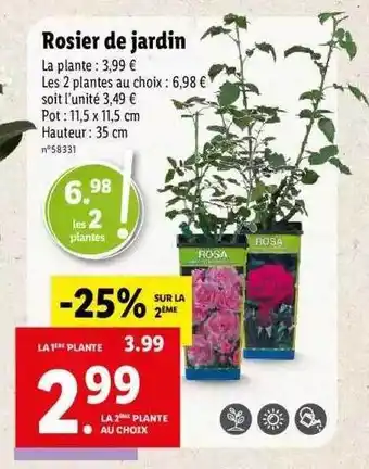 Lidl Rosier De Jardin Rosa offre
