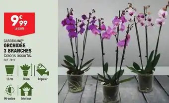 ALDI Orchidée 3 branches offre