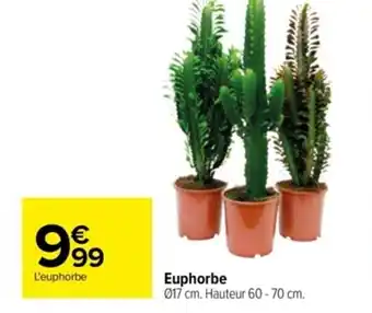 Carrefour Euphorbe offre