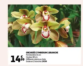 Auchan Orchidée cymbidium 1 branche offre