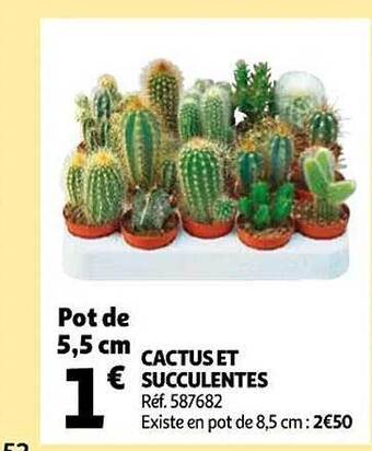 Auchan Cactus et succulentes offre