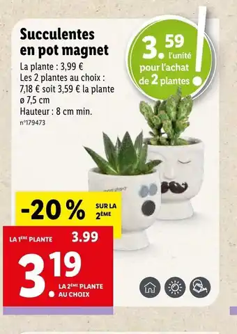Lidl Succulentes En Pot Magnet offre