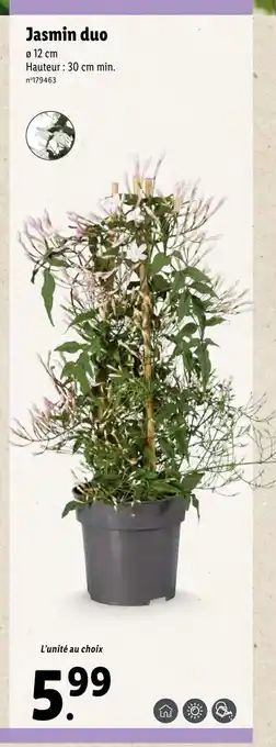 Lidl Jasmin Duo offre