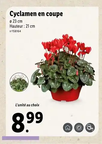 Lidl Cyclamen En Coupe offre