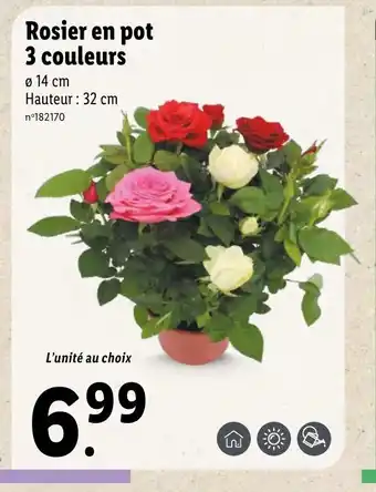 Lidl Rosier En Pot 3 Couleurs offre