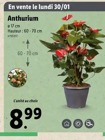 Lidl Anthurium offre