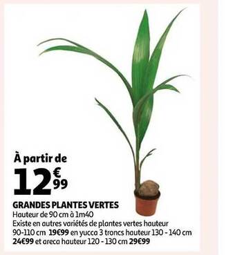 Auchan Grandes plantes vertes offre