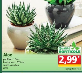 Norma Aloe offre