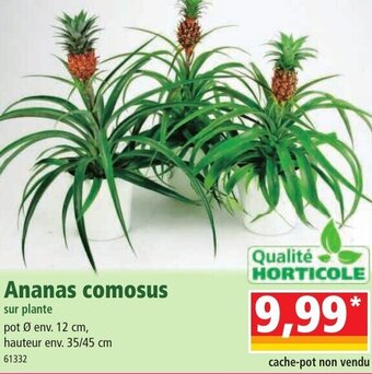 Norma Ananas Comosus offre