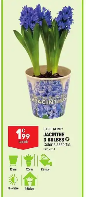 ALDI Garden line jacinthe 3 bulbes coloris assortis offre