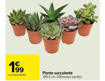 Carrefour Plante Succulente offre