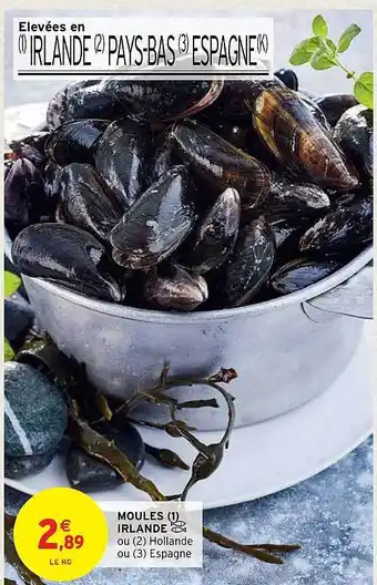 Moules irlande