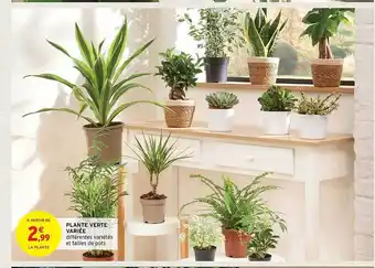 Intermarché Hyper Plante verte variée offre