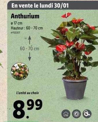 Lidl Anthurium offre