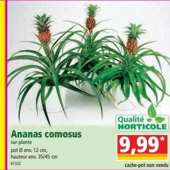 Ananas comosus