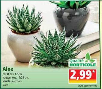 Norma Aloe offre