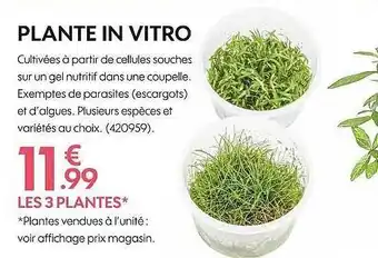 Truffaut Plante in vitro offre