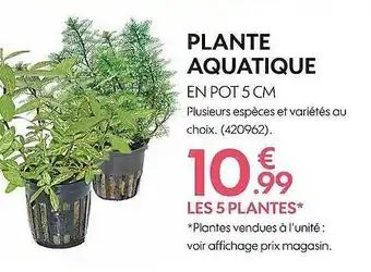 Truffaut Plante aquatique offre