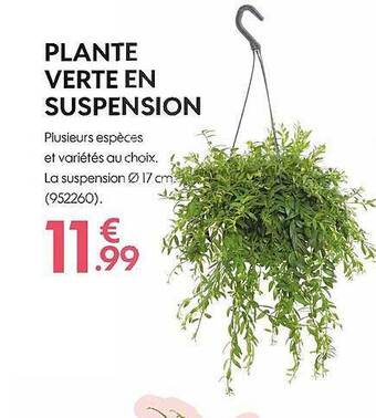 Truffaut Plante verte en suspension offre