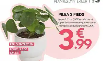 Truffaut Pilea 3 pieds offre