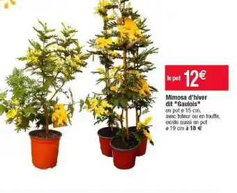 Cora x Carrefour Mimosa d'hiver dit offre