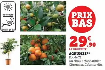 Agrumes