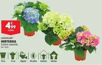 ALDI Hortensia offre