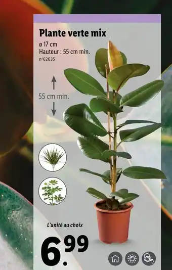 Lidl Plante Verte Mix offre