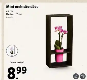 Lidl Mini Orchidée Déco offre