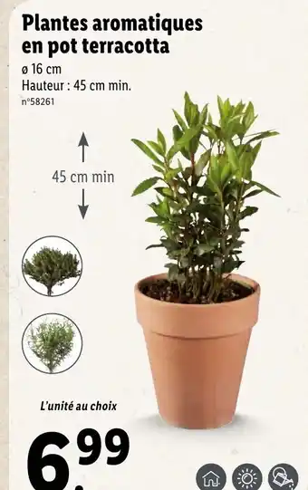 Lidl Plantes Aromatique En Pot Terracotta offre