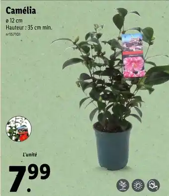 Lidl Camélia offre