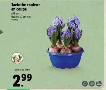 Lidl Jacinthe Couleur en Coupe offre