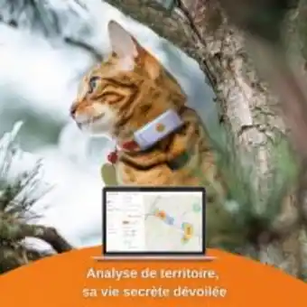 Collier gps pour chat - weenect